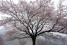 Lade das Bild in den Galerie-Viewer, Sony FE 24mm f/1.4 GM | Vollformat, Weitwinkel, Premiumklasse (SEL24F14GM)
